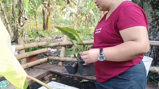 Philodendron tricolor propagation and care tips/paanu mag paramihin ng halaman sa ating garden
