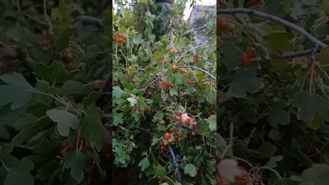 Гибриды смородины и крыжовника или я ошибаюсь, то поправьте меня. Хурлоханпа, крыжовник хутошесем