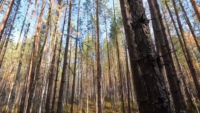 день рождения в тайге