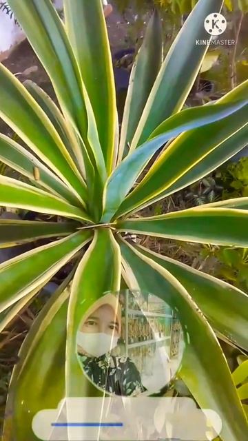 AGAVE, Kenal Dg Syrup Agave❓ Pemanis nya Dari Batang Agave Ini Lho❗#shorts #tanamanhias #agave