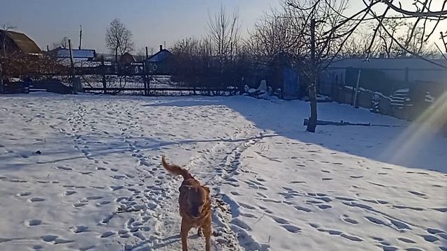 Выпал снежок,радуется Соболек-!🐕🐶🦮