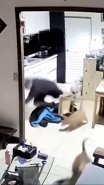 Opps 😂 😂 😂 #nature #trevel #trending #video #animals #comedy