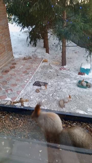 Кормушка занята белками