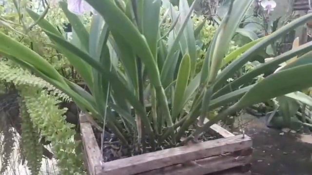 BC Maikai Mayumi🌸 Cultivo e Floração 😍