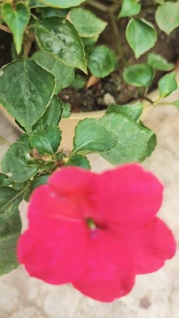 Multi Colour Impatiens Flower flowering #gardening #nature