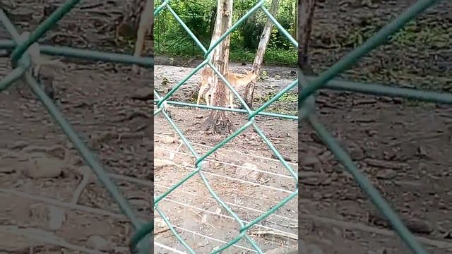 В зоопарка на Македония