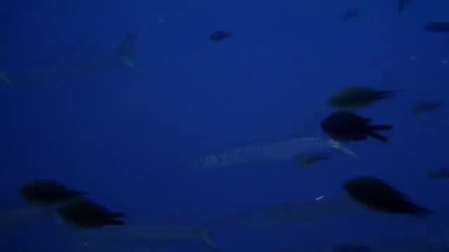 PUNTA BARRACUDA
