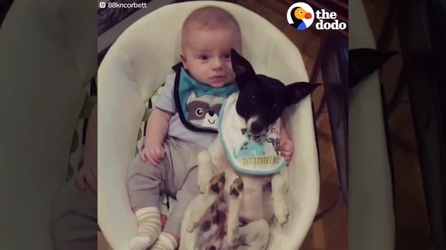 Furry Siblings Help Family Raise Two Babies | The Dodo