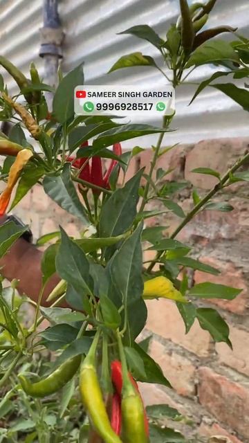 देखिये आर्गेनिक खाद का चमत्कार || बेमौसम भी उगा दी ये सब्जियां || The Power of Organic Fertilisers