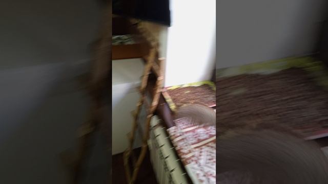 шустрая белка