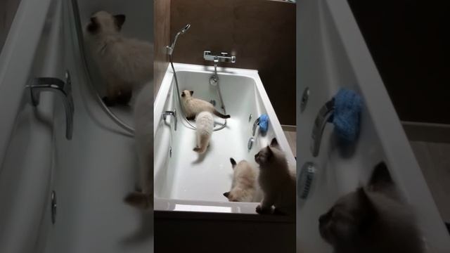 Chatons ragdolls découvrent la baignoire