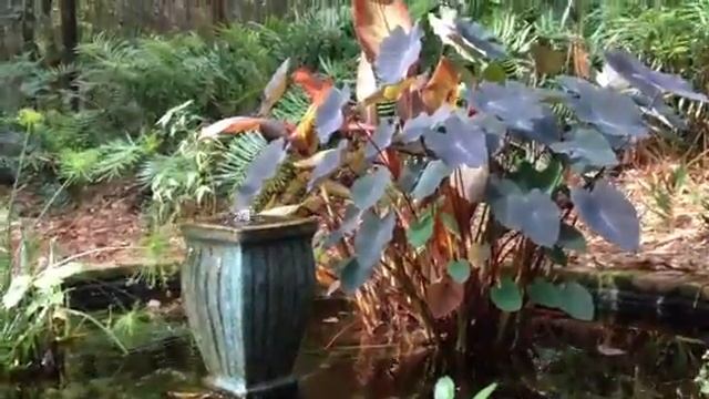 Red Flare tropical water lily Colocasia and Canna Lily