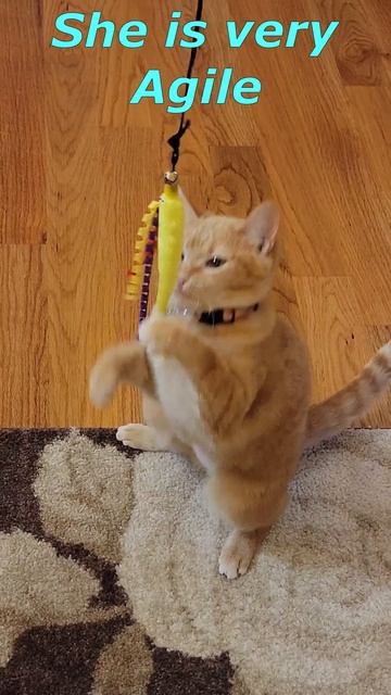 Super Fast Jessica Cat : Daughter of Garfield.  Daily Exercise Funny Cat Play #shorts Cute Cat Vide