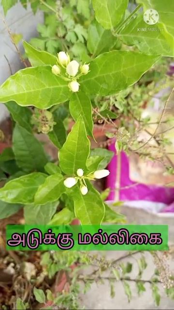 பொத்தி வச்ச மல்லிகை மொட்டு.. பூத்திருச்சு வெக்கத்தை விட்டு🤓😻🥰#muhiltamil #shorts #garden