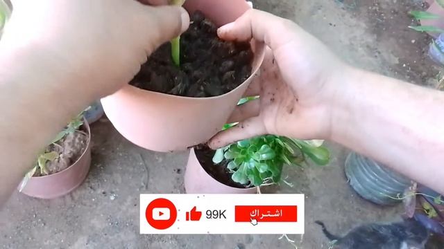طريقة  زراعة  الانونيوم  القرنونة الخرشفة Aeonium