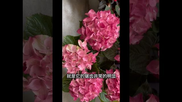 HD上无尽夏了，绣球里的开花机器，如何识别？