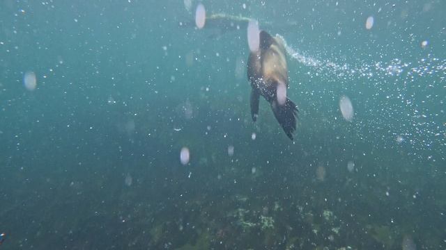 Seal fun