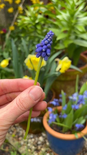 Muscari! 🤩 These are all flowering now: Which is your favourite? #spring #springbulbs #flowers