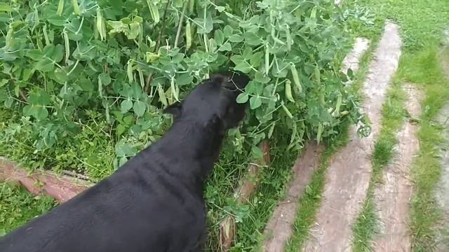 Грейс горох