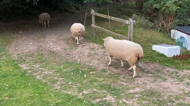 Staying at an Old Mill Farm – Cornwall Vlog