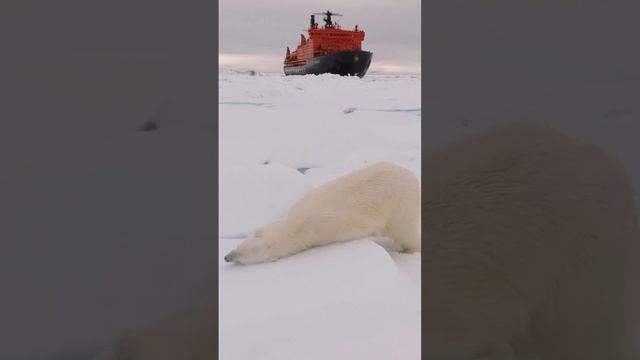 Белые медведи.
Остров Врангеля . 8592