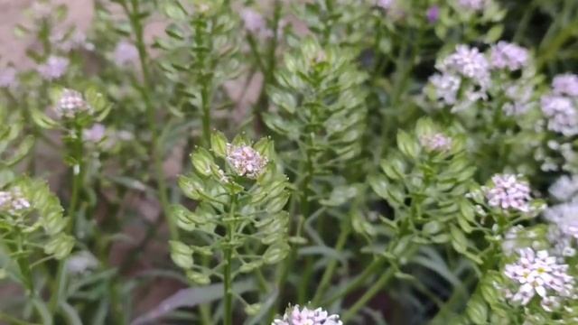 Candytuft flowers ✌️❣️【beautiful winterflowers】