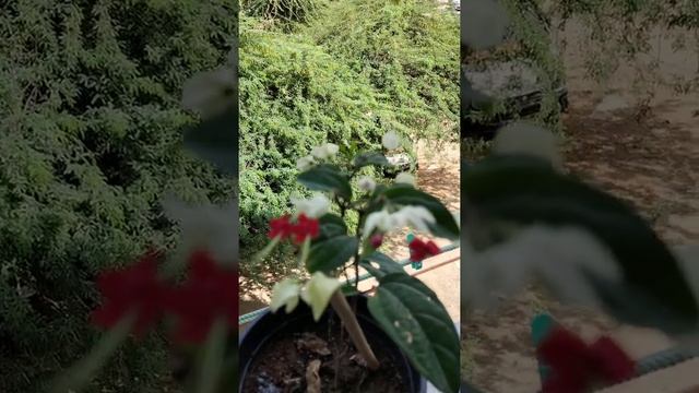 Bleeding heart plant care