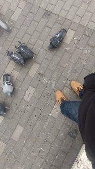 купили семечки