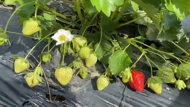 № 207 Құлпынай нәтижесі