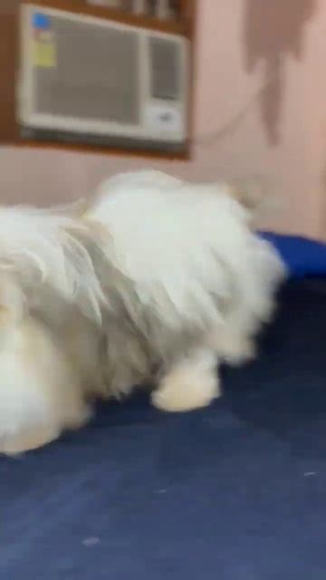doggy style #viral #video #funny #viralvideo#shorts  #funnyvideo #shortsfeed #trending #short