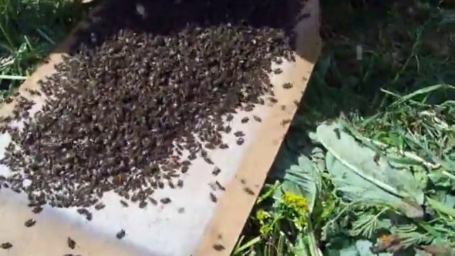 Высадка роя в новый улей по сходням