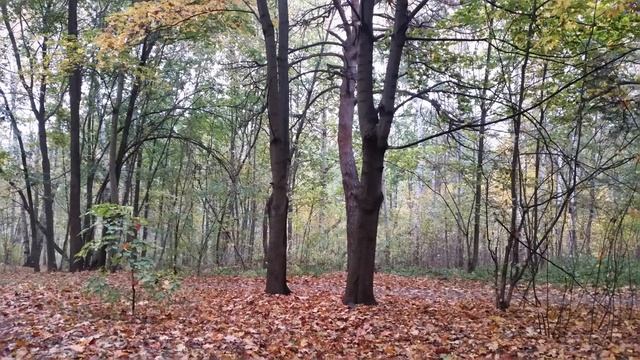 ОСЕНЬ   11.10.2020