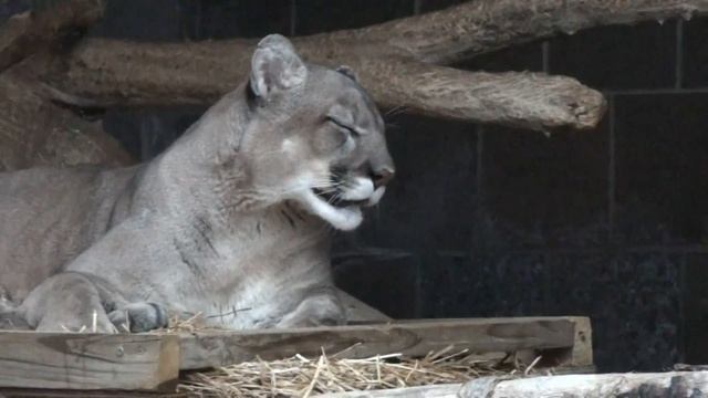 Princess and Omaha, Two Pumas at the Henry Doorly Zoo, talk to each other through the wall