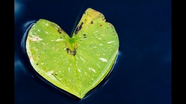Awesome Hearts In Nature