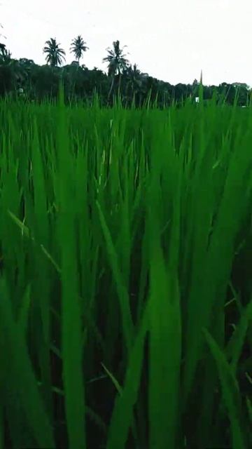 faddy grading . faddy/ rice/ faddy rice/farmers/ farmer