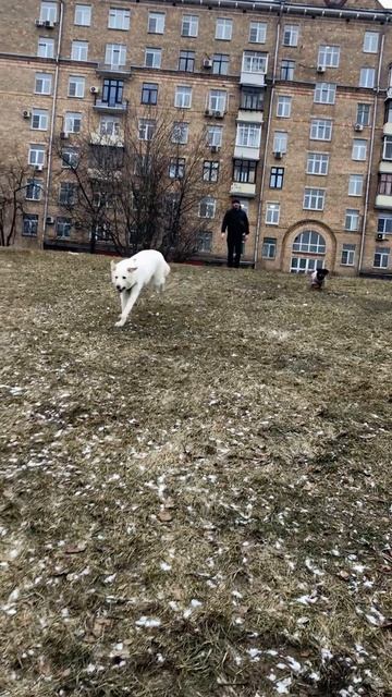 Псовские будни! #shorts#волчара