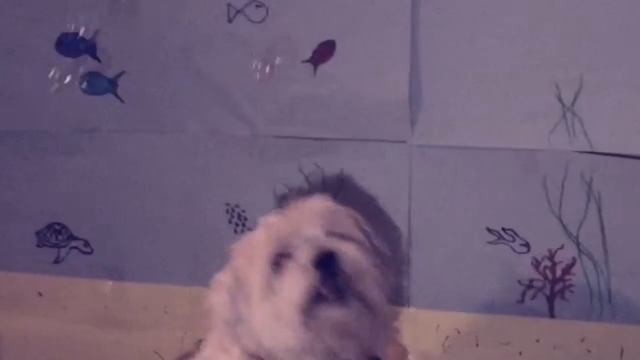 Bo The Dog and Lily! At the Beach