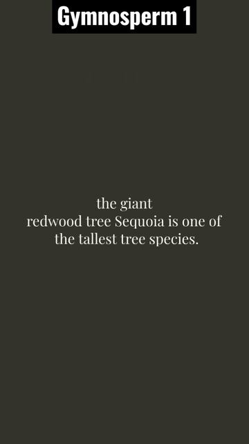 Gymnosperms #mostexpectedquestions #ncertlinetoline part53