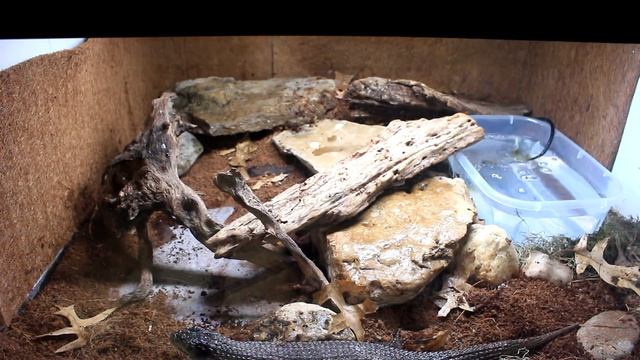 New Addition to The Reptile Room