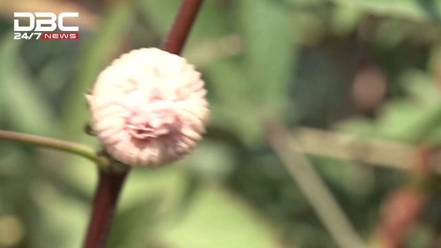 বিস্ময়কর ফল চুকুর | DBC News Special