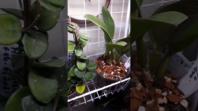 Ikea greenhouse cabinet tour