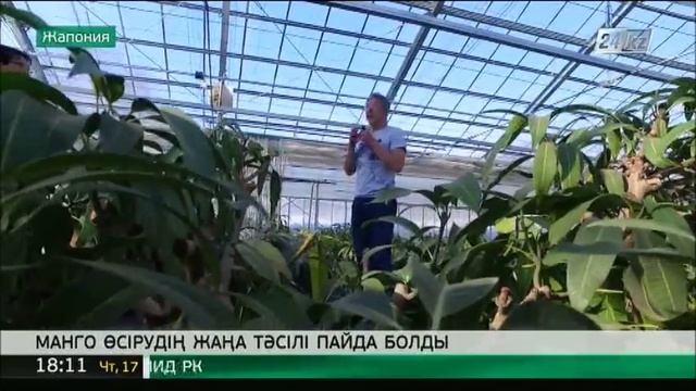 Жапонияда манго өсірудің жаңа тәсілі пайда болды