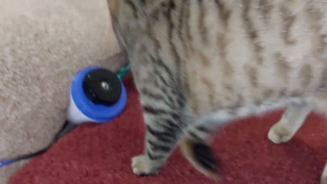 Кошки думают что делать с утятами.Cats think what to do with ducklings.