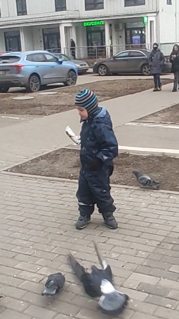 голуби