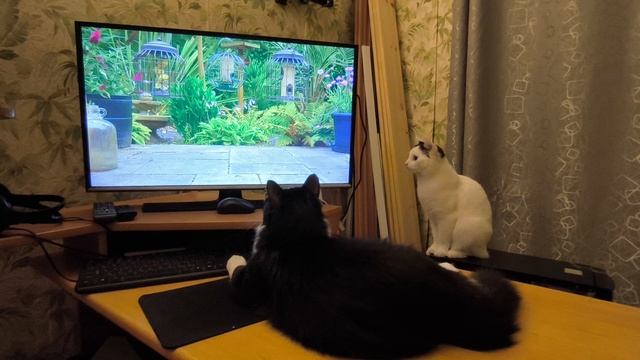 Кошачий телевизор.