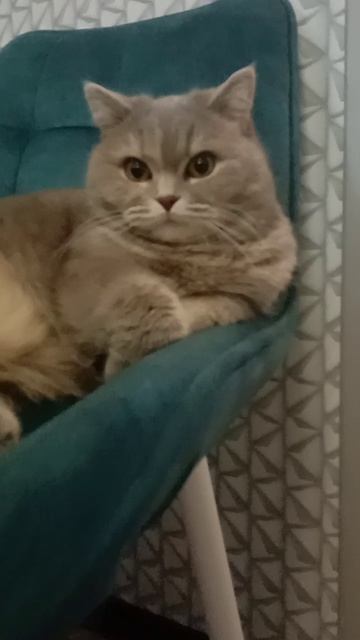 кошка боня