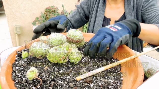 HOW TO REPOT SEMPERVIVUM ( HENS AND CHICKS ) WITH CARE TIPS