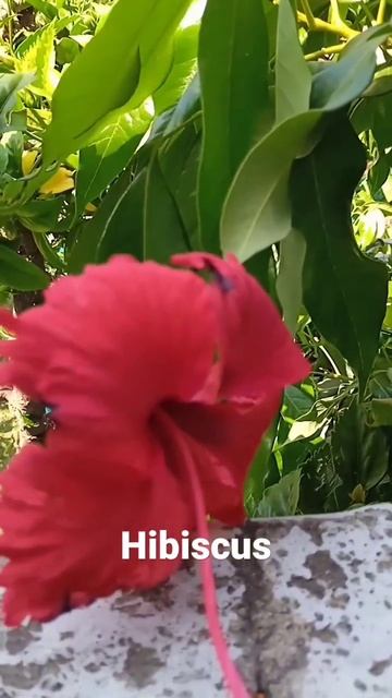 hibiscus@minikitchengardening#gurhal#flower#gardening