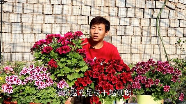 【養養養花花花】四季開花的天竺葵，掌握幾個“小技巧”，輕鬆爆盆，真的四季開花