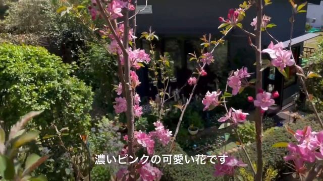 可愛いピンクのクラブアップル